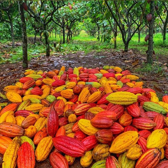 Imagen de fruta del cacao